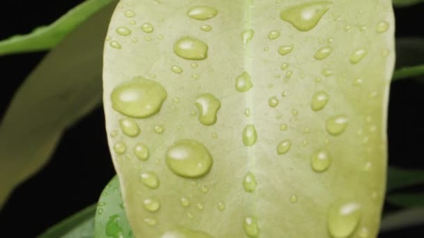 Droplets Leaf Young Lychee Tree Dolly Slider Extreme Close Laowa — Video Stock