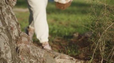 A girl in white walks through the Forest with a basket and picks up a decorated Yellow Easter Egg that lies near a large pine tree.