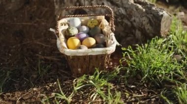 It is a sunny morning in the forest, there is a basket with Easter eggs by a large pine tree. panorama close-up.