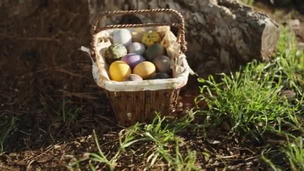 Sunny Morning Forest Basket Easter Eggs Large Pine Tree Panorama — Vídeos de Stock