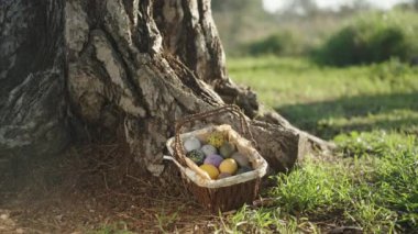 Knitted basket with Easter Eggs At a large Tree in a Sunny Forest. The girl runs up and takes the basket.