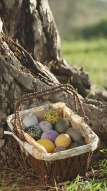 Knitted basket with Easter Eggs At a large Tree in a Sunny Forest. The girl runs up and takes the basket. Vertical video Social Media