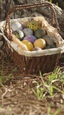 A basket with Easter decorated Eggs in a Sunny Forest near a large Pine Tree. Tilt. close up Vertical video Social Media