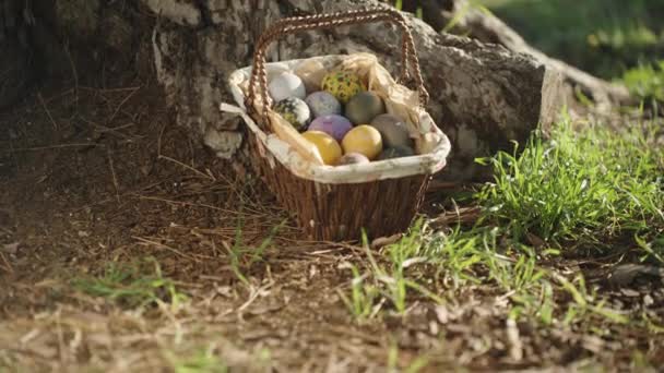 Basket Easter Decorated Eggs Sunny Forest Large Pine Tree Tilt — Video