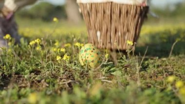 A painted Easter Egg lies in a clearing of Yellow Flowers. The girl it picks it up and puts it in the basket with the other eggs. close-up, slow motion.