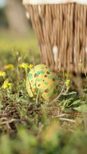 Painted Easter Egg Lies Clearing Yellow Flowers Girl Picks Puts — 图库视频影像