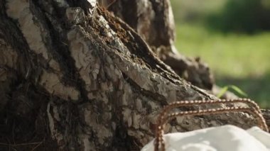The basket with Easter eggs is in the forest near a Large Pine Tree, I take off the white towel that covers the eggs. close-up.