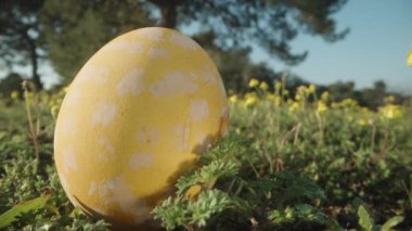 Easter egg painted in yellow and white dots lies on the green grass next to yellow flowers.Dolly slider extreme close-up