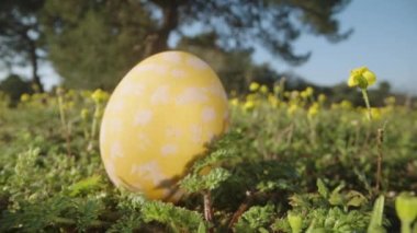 Three decorated Easter eggs are scattered on the grass in the forest among yellow flowers, Dolly slider extreme close-up