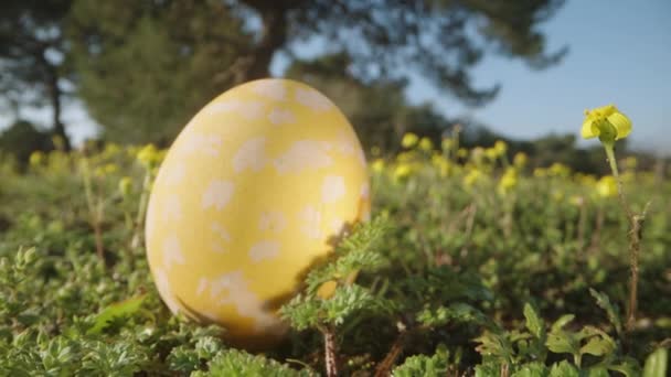 Easter Painted Egg Forest Hidden Green Grass Yellow Flowers Dolly — Vídeos de Stock
