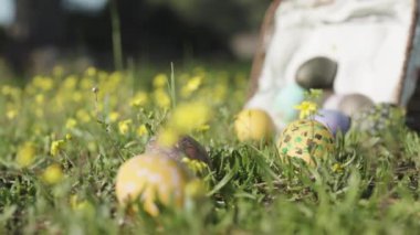 Decorated Easter eggs have fallen out of the basket and are lying on the grass in yellow flowers. Close-up, panorama.