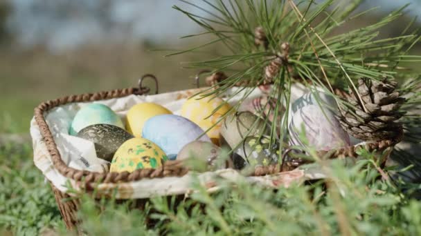 Easter Eggs Basket Hidden Grass Fir Branches Shining Sun Close — Vídeo de Stock