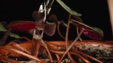 I am watering a house flower Cyclamen in a pot. Dolly slider extreme close-up. Laowa Probe