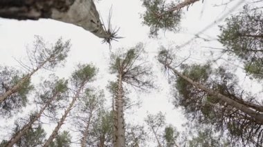 View of the cloudy sky through the tall fir trees in the forest.