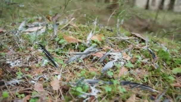 森の中の鳥からの羽野生動物の獲物 — ストック動画