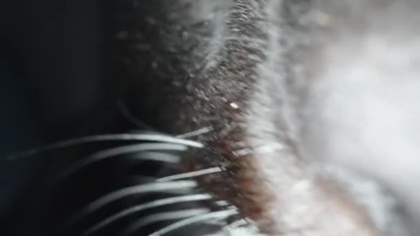 Black Cat White Mustache Sticks Its Nose Camera Super Macro — Vídeos de Stock