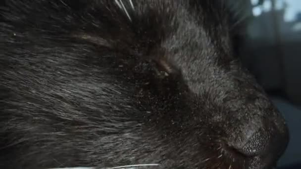 Black Cat White Mustache Sticks Its Nose Camera Super Macro — Video
