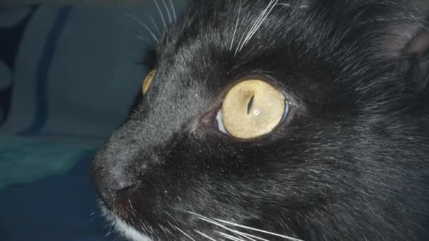 Black Cat White Mustache Sticks Its Nose Camera Super Macro — Vídeo de stock
