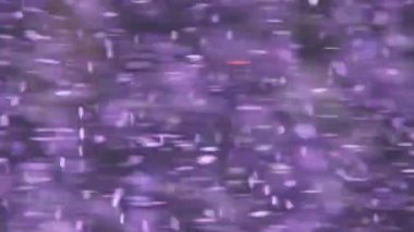 Macro abstraction. Purple particles rotate on a black background, in space. Round and oval bokeh.