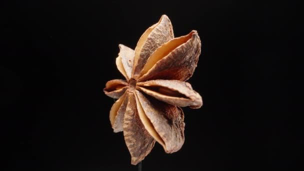Dried Anise Star Rotates Black Background Close — 비디오