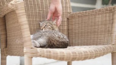 Tabby cat on a rattan chair. Stroking a cat, close-up. Sleeping cat