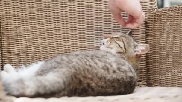 Tabby Cat Rattan Chair Stroking Cat Close Cat Yawns — Stock Video