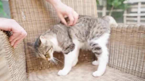 籐の椅子の上のタビー猫 猫を撫で クローズアップ — ストック動画