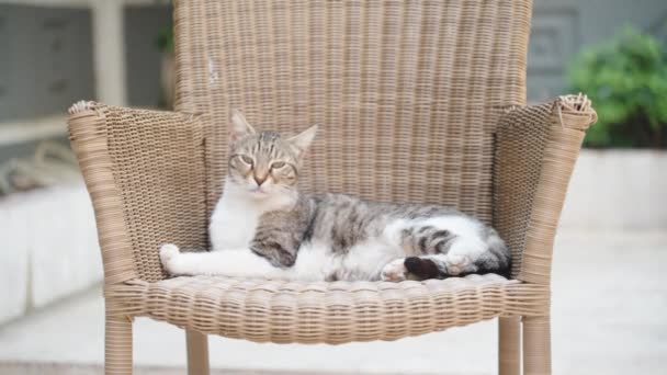 Tabby Cat Lies Rattan Chair Close — Video