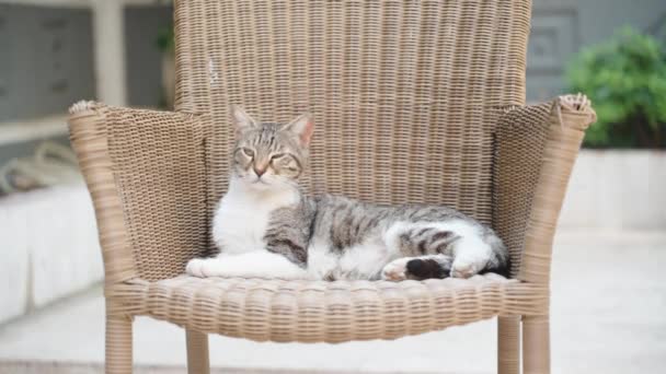 Tabby Cat Lies Rattan Chair — Stock videók