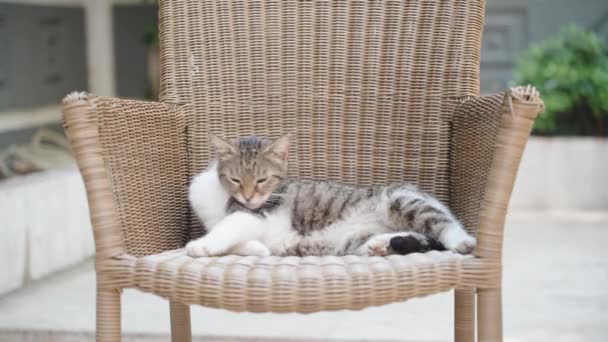 Tabby Cat Lies Rattan Chair — Stock Video