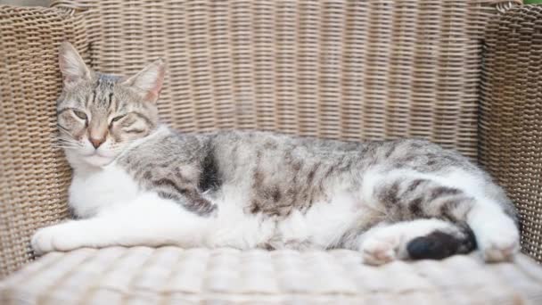 Tabby Cat Lies Rattan Chair Close — ストック動画