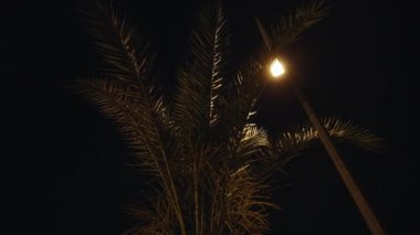 Palm tree at night under a lantern