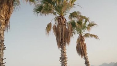Palm trees on the sea and without cloudy skies, mountains