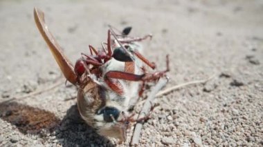 Giant ants eat moths. In desert. Extreme macro shot.