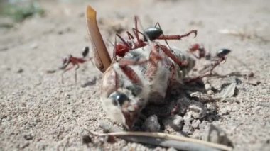 Giant ants eat moths. In desert. Extreme macro shot.
