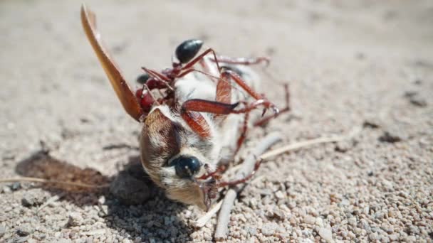 Giant Ants Eat Moths Desert Extreme Macro Shot — Wideo stockowe