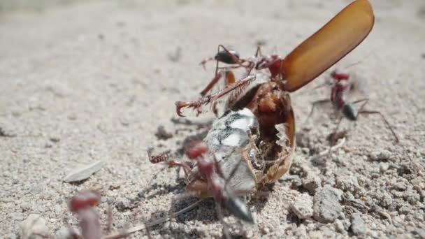 蚂蚁吃飞蛾 在沙漠里极端宏观射门 — 图库视频影像