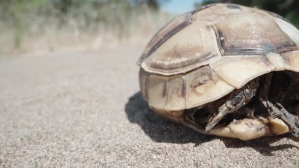 Uma Tartaruga Morta Deserto Extrem Macro Slide Shot — Vídeo de Stock