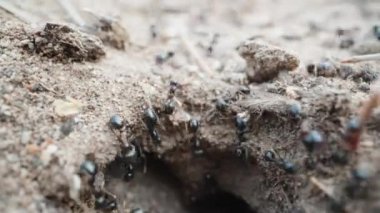 Black ants on the sand crawl into their burrow, super macro
