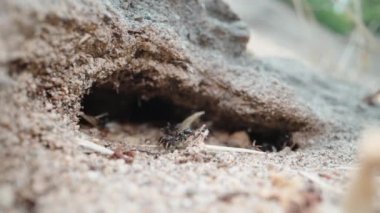 Black ants carry sticks in their teeth to their hole, super macro