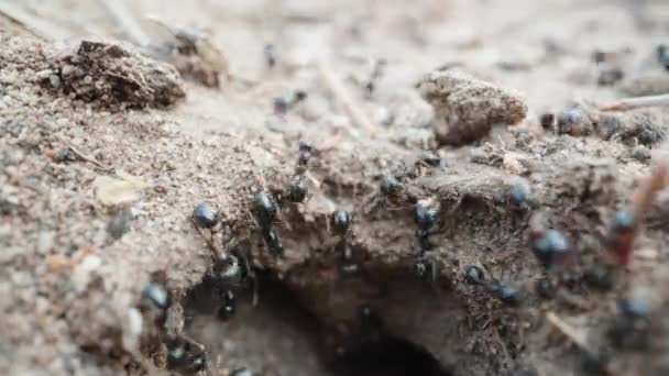 砂の上の黒いアリは彼らの巣に這う スーパーマクロ — ストック動画