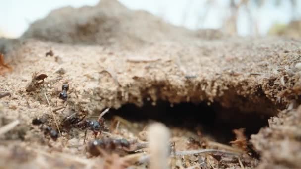 Black Ants Carry Sticks Teeth Hole Super Macro — Stockvideo