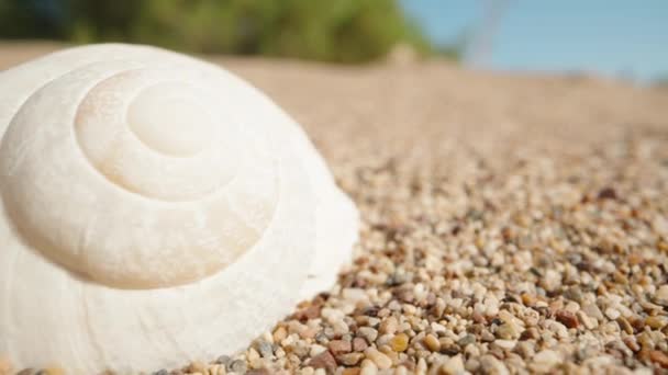 White Snail Shell Dried Sandy Desert Dolly Slider Extreme Close — Stock Video