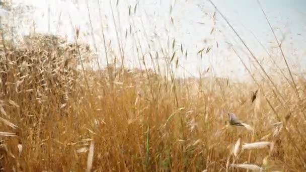 Kamera Glida Genom Gyllene Torkat Gräs Dolly Reglaget Extrem Närbild — Stockvideo