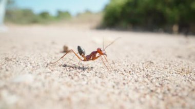 A lone large ant on the sand, wiggling whiskers, super macro. Slow mo