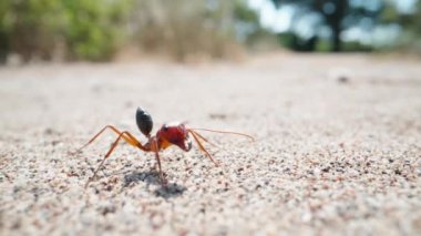 A lone large ant on the sand, wiggling whiskers, super macro. Slow mo