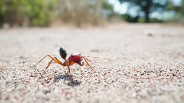 一只孤独的大蚂蚁在沙滩上 扭动着胡须 超大的 慢动作 — 图库视频影像
