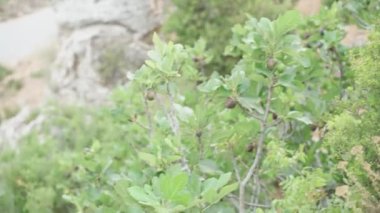 Figs grow in the middle of the cliff.