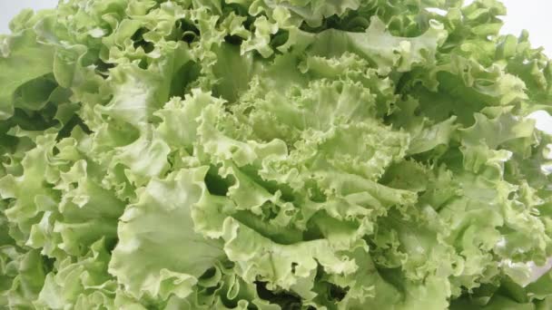 Big Green Salad Light Plays Dolly Slider Extreme Close Laowa — Stok video