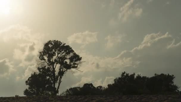 Sunset Clouds Beach Tree Bushes Timelapse — Stockvideo